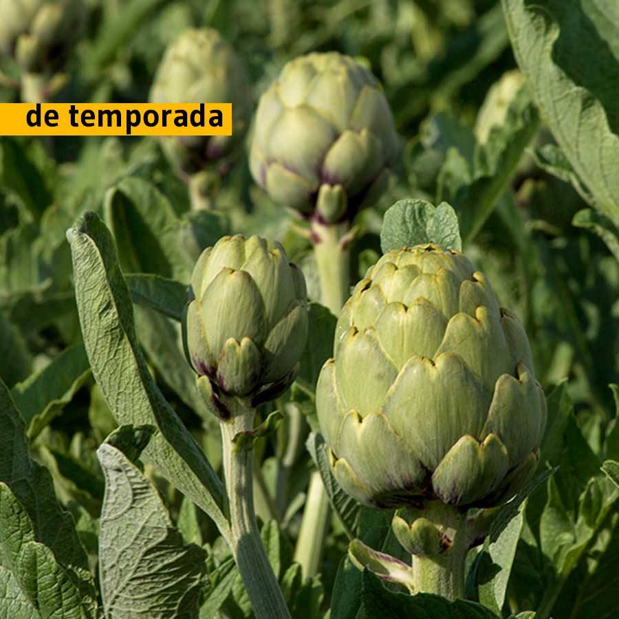 Alcachofa blanca de Tudela