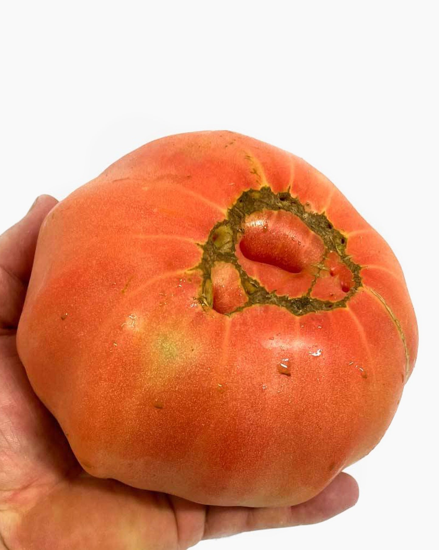 Tomate rosado premium extragrande 1,5 Kg