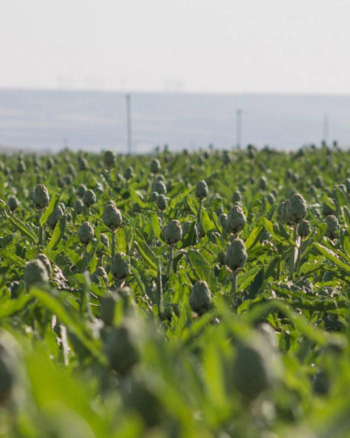 Alcachofa blanca de Tudela