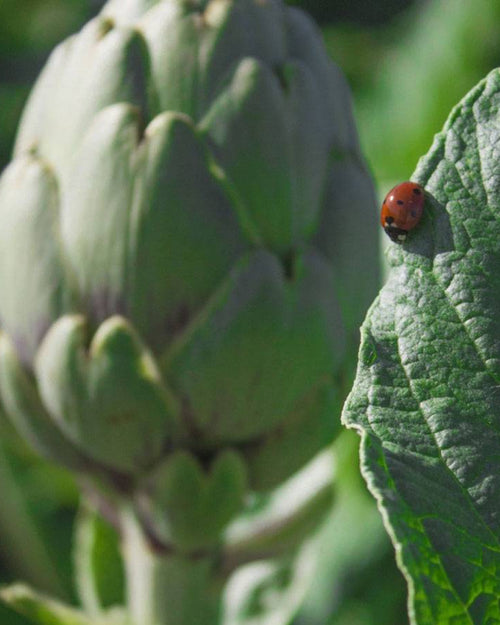 Alcachofa blanca de Tudela
