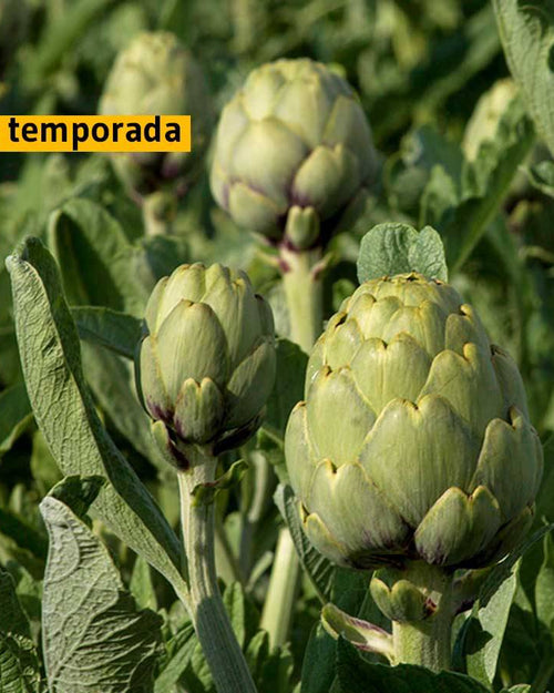 Alcachofa blanca de Tudela