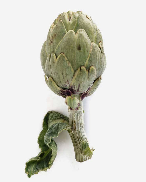 Alcachofa blanca de Tudela