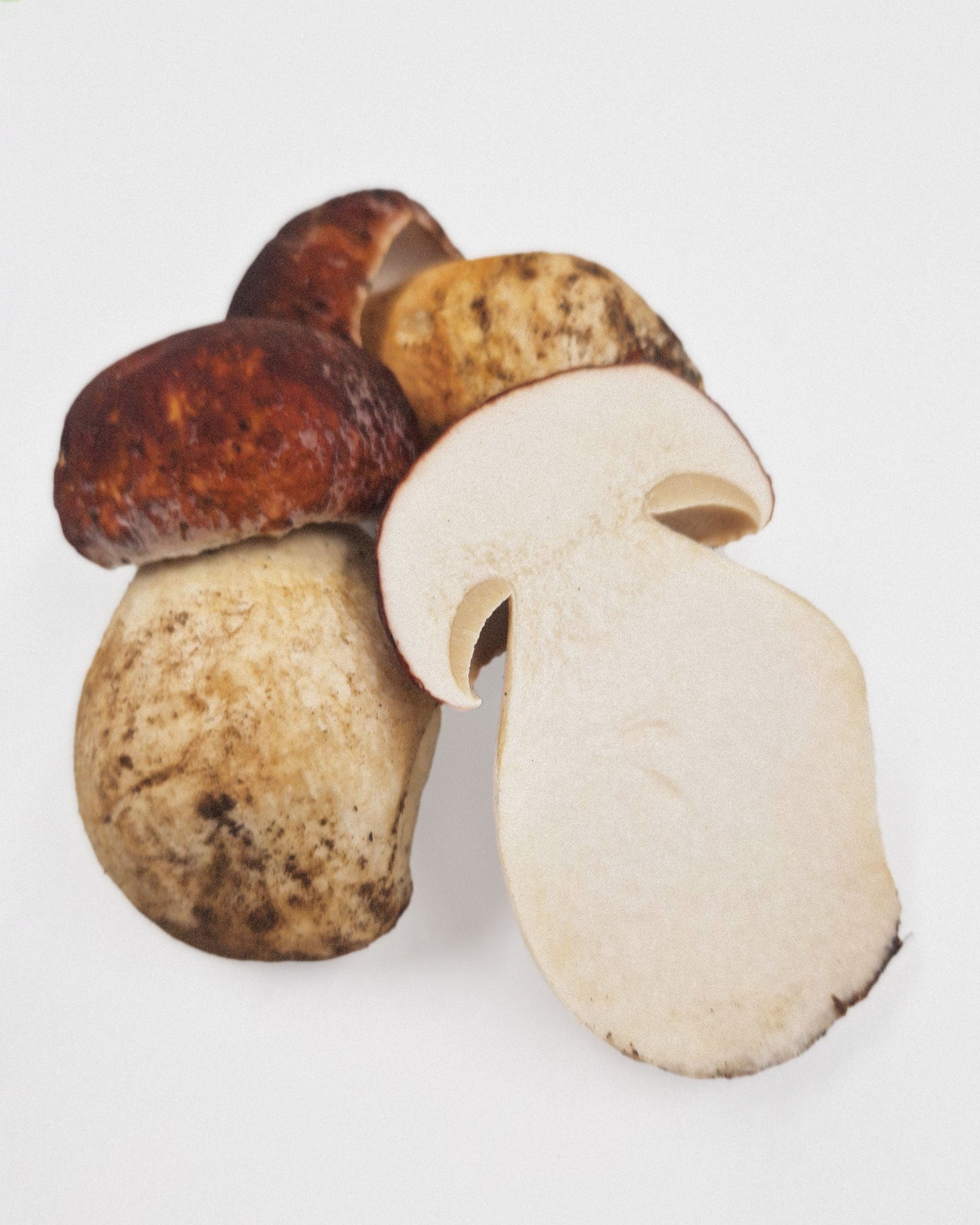 Boletus pinicola fresco 500 g