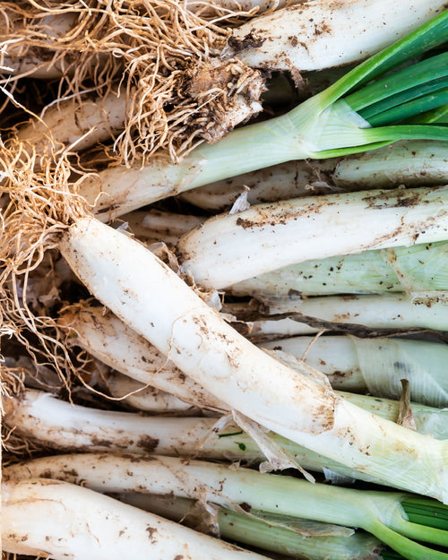 comprar calçots