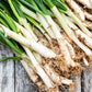 calçots