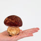 Boletus pinicola fresco 500 g