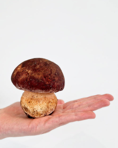 Boletus pinicola fresco 500 g