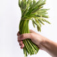 Trigo verde fresco (Ornithogalum Pyrenaicum) 200 g