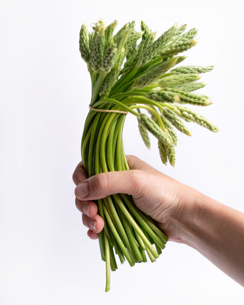 Trigo verde fresco (Ornithogalum Pyrenaicum) 200 g