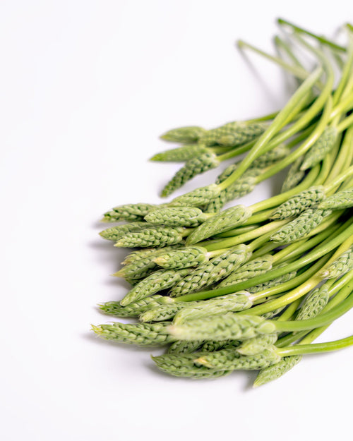 Trigo verde fresco (Ornithogalum Pyrenaicum) 200 g