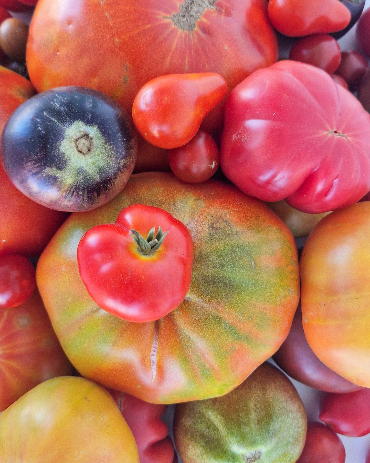 Pack Tomates de Coín 3kg