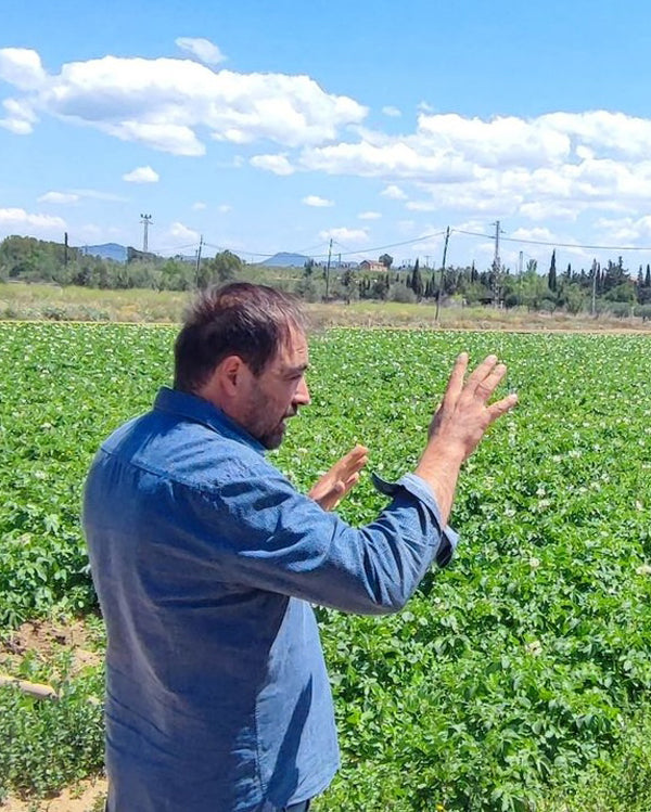 plantación de flor de calabacín