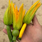 flores de calabacin