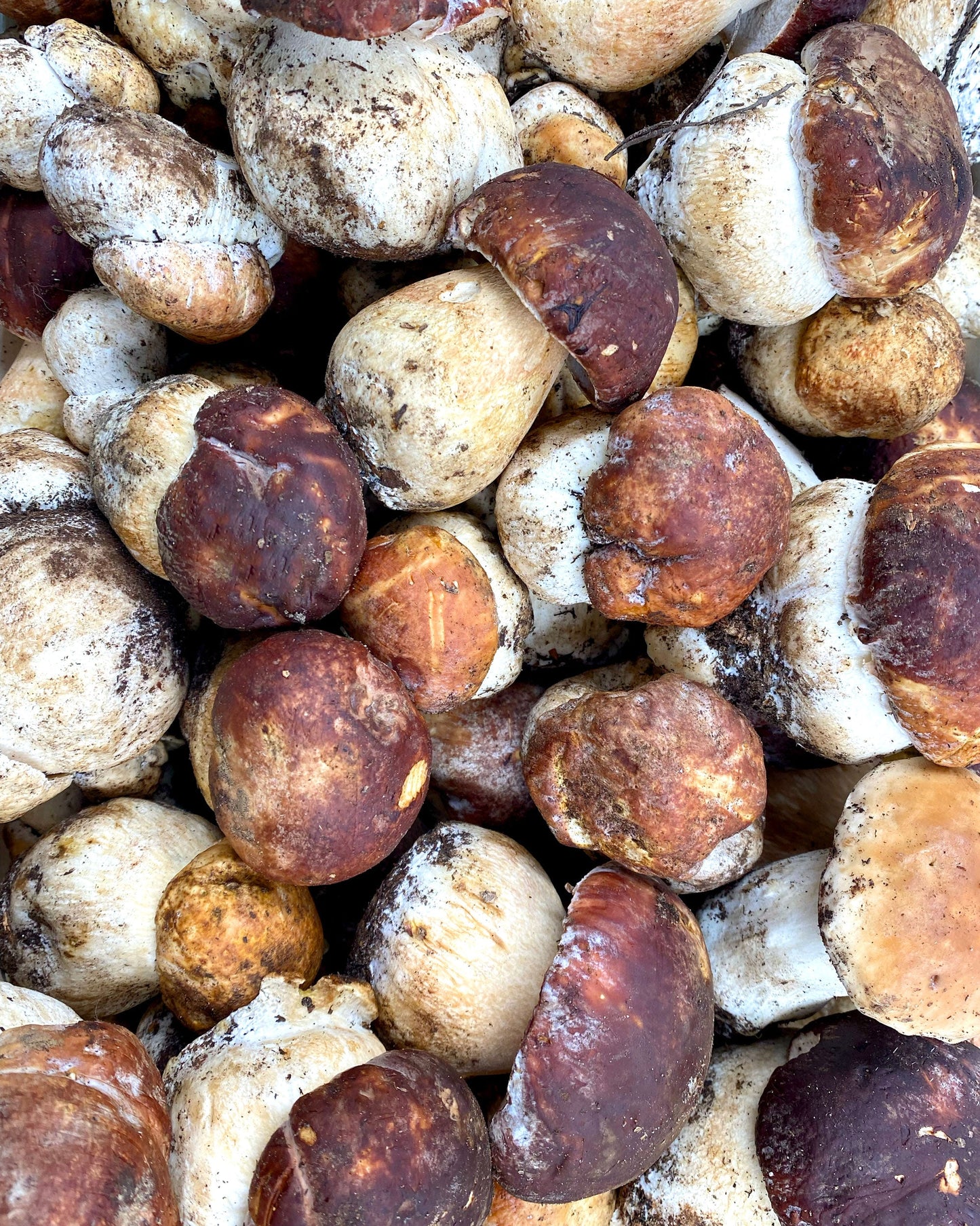 Boletus pinicola fresco 500 g
