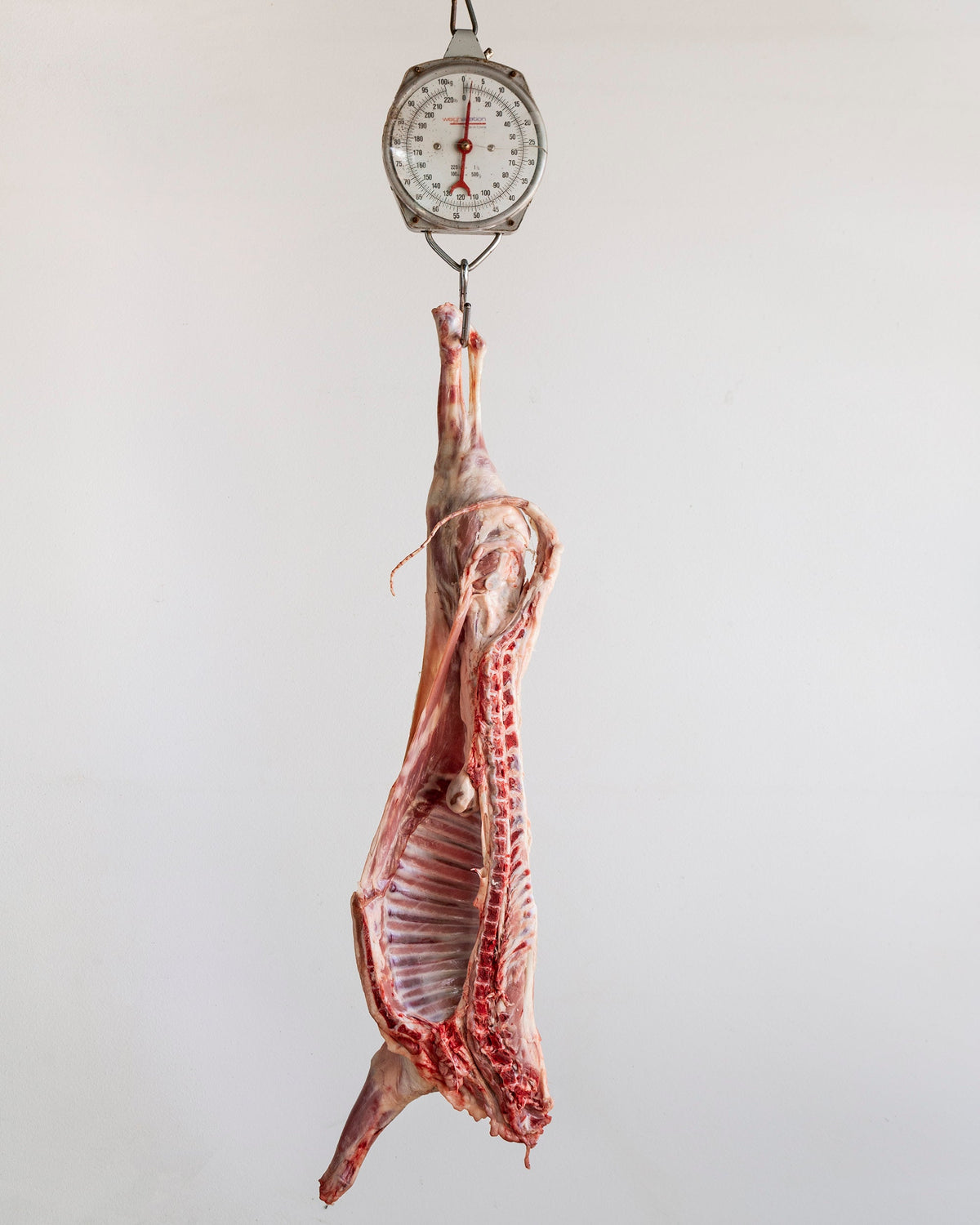 Cordero Lechal fresco media pieza