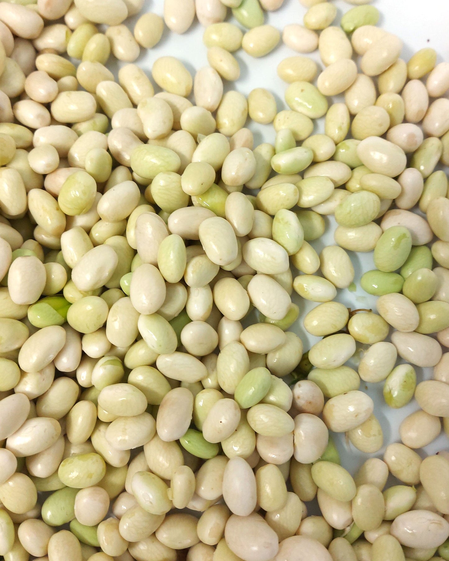 Pochas frescas peladas