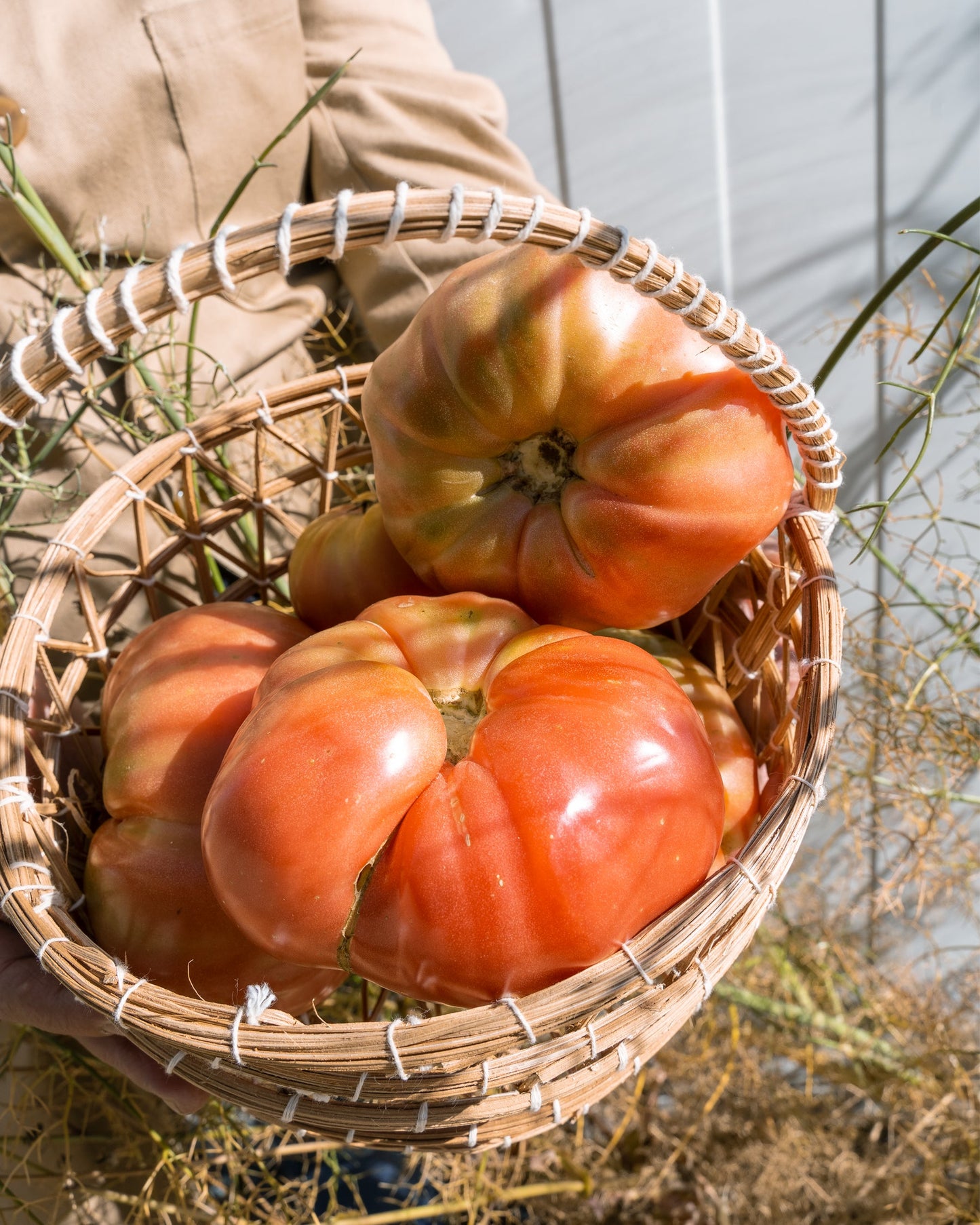 Tomate Kosta extra grande 2 Kg
