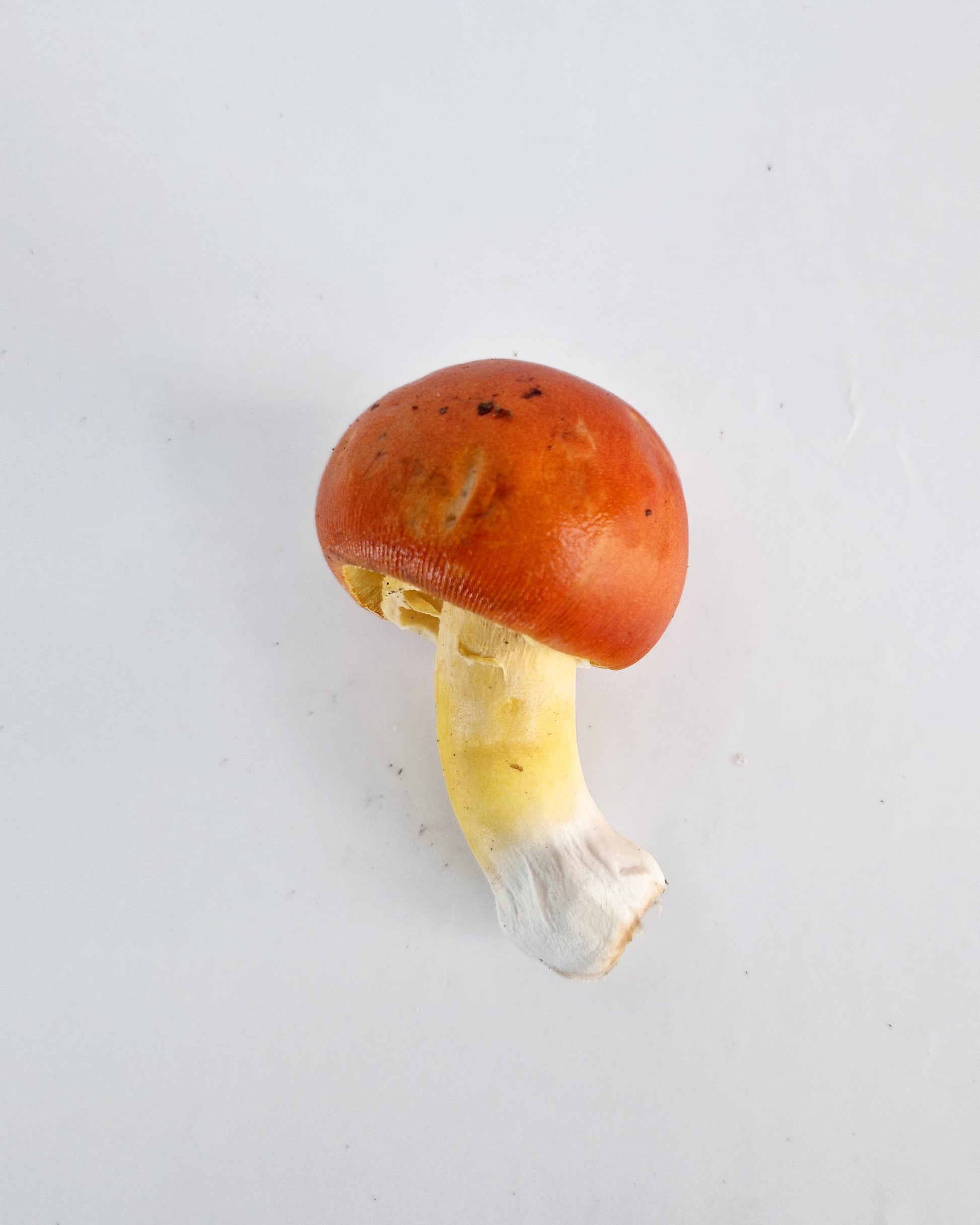 Amanita Caesarea fresca 400 g
