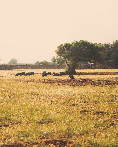 Sobrasada de Mallorca Picante Can Company 350 g