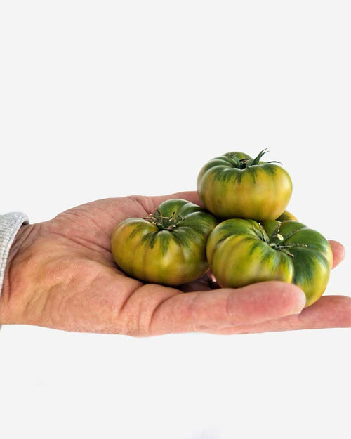 Tomate Mini RAF asurcado