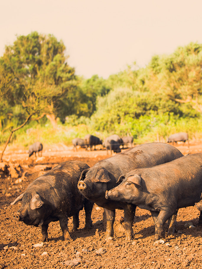 Guanciale de porc negre mallorquin
