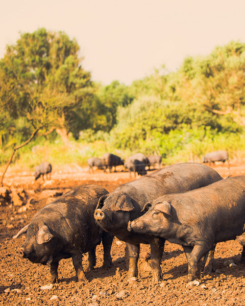 Guanciale de porc negre mallorquin