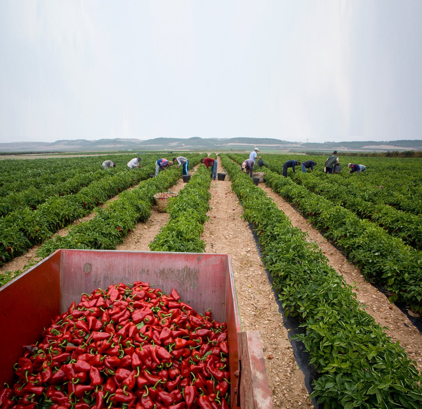 Pimientos del piquillo enteros, asados y pelados