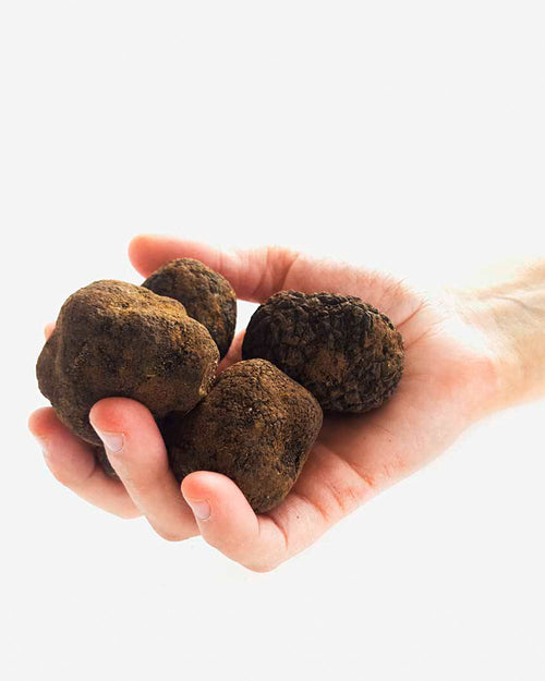 Trufa negra fresca
