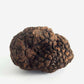 comprar trufa negra fresca