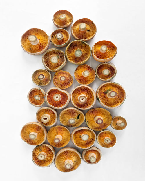 Níscalo fresco (Lactarius Deliciosus) 400 g