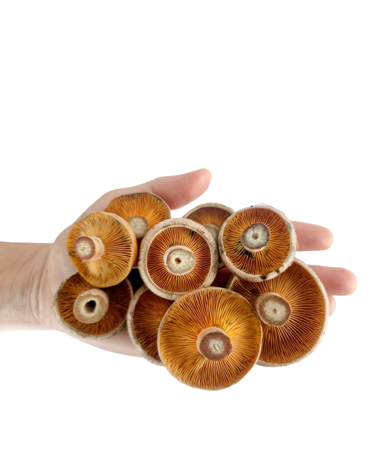 Níscalo fresco (Lactarius Deliciosus) 400 g