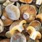 Níscalo fresco (Lactarius Deliciosus) 400 g