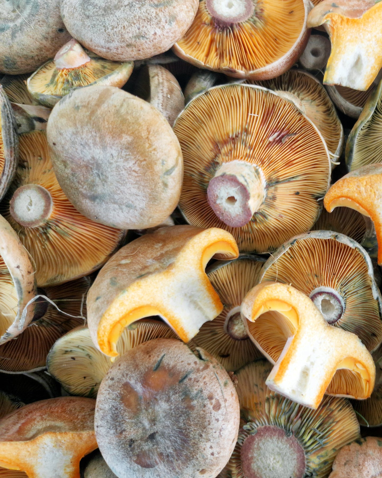 Níscalo fresco (Lactarius Deliciosus) 400 g