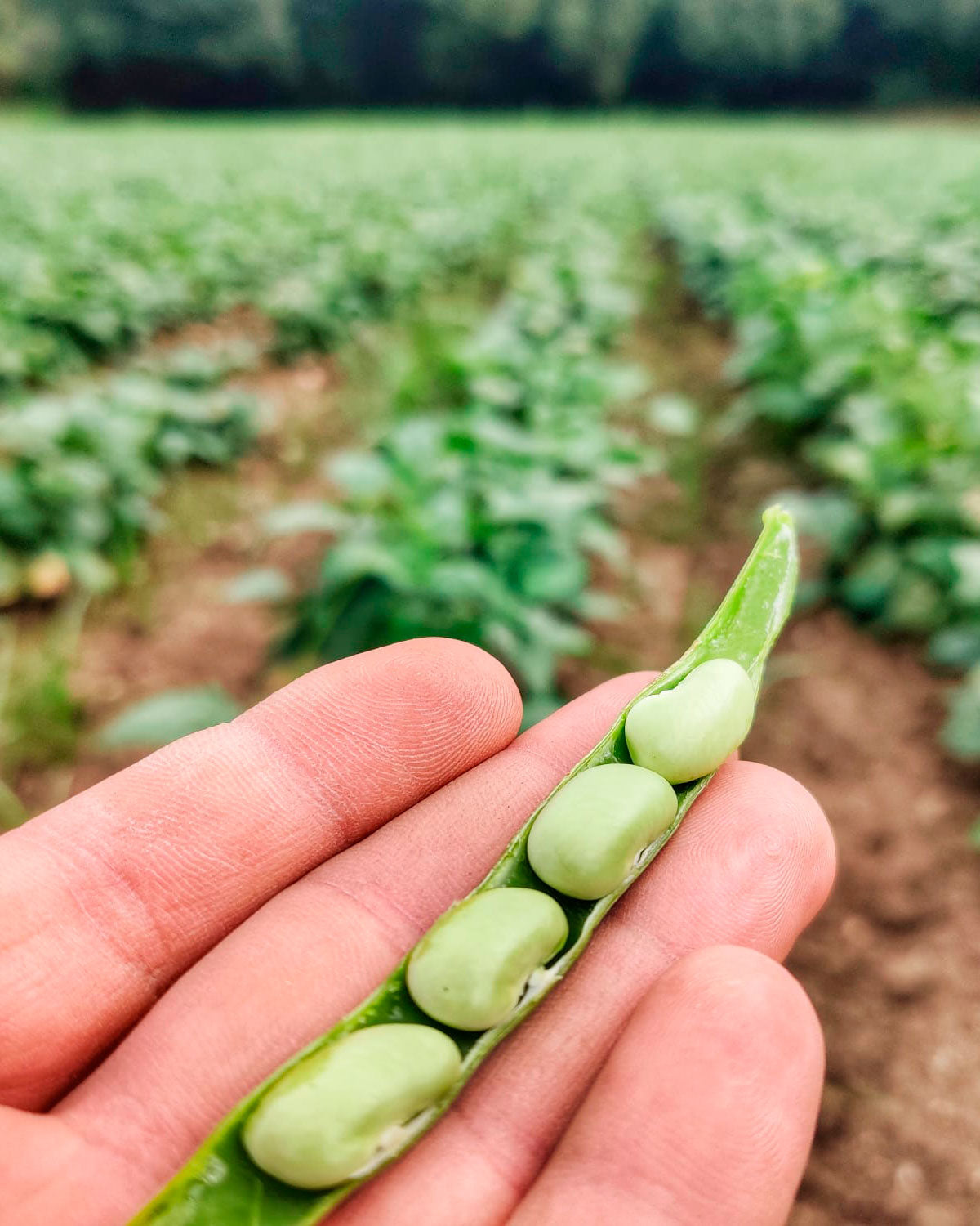 Alubia verdina fresca en verde con vaina 500 g