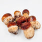 Boletus pinicola fresco 500 g