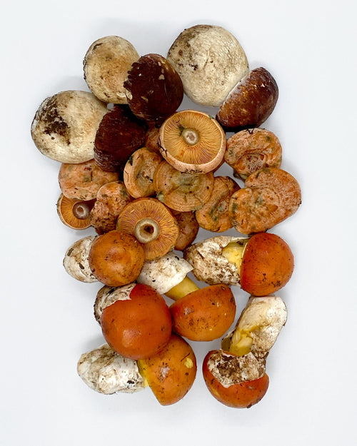 Boletus pinicola fresco 500 g