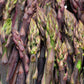 Espárragos Púrpura 500 g
