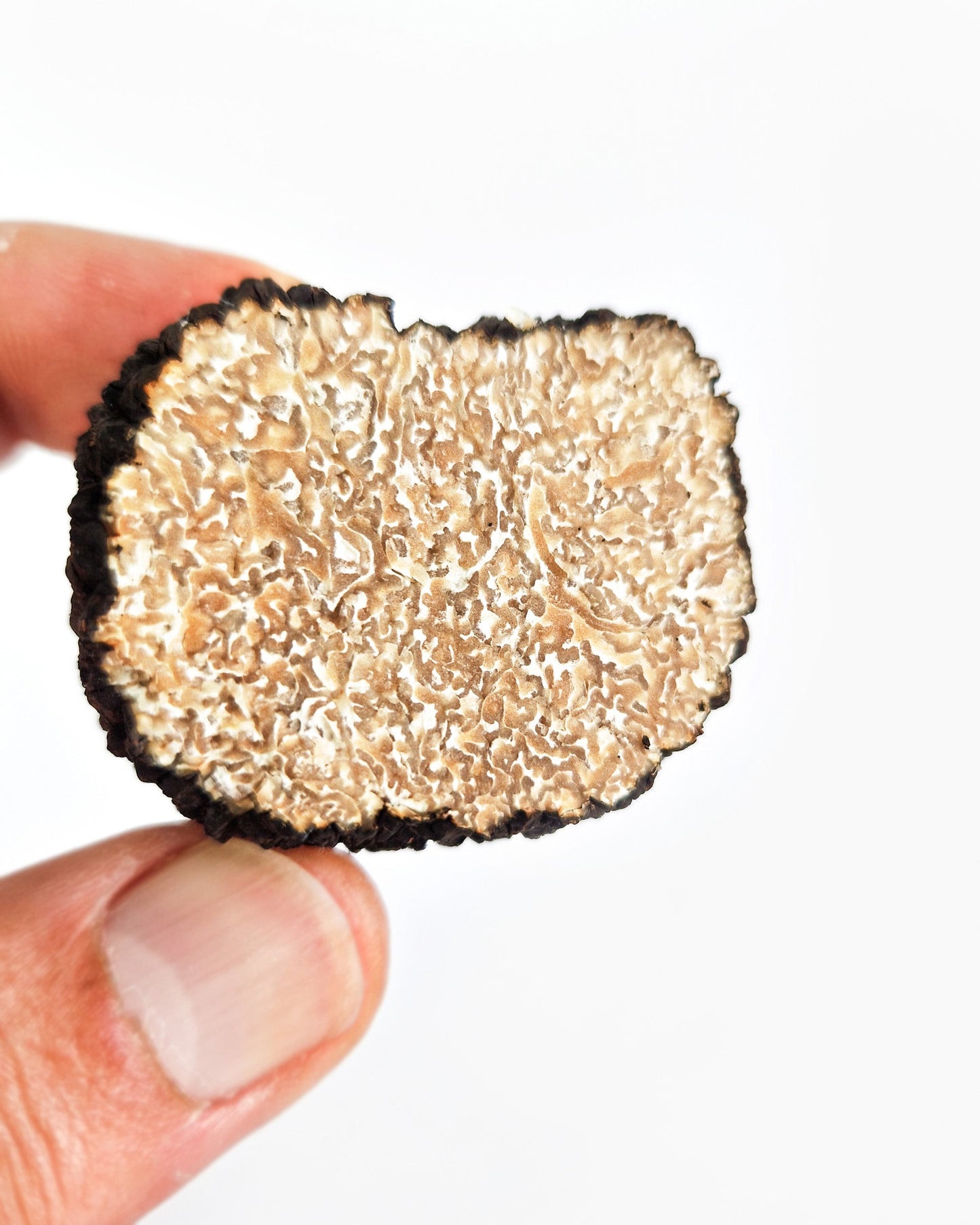 Trufa de verano Aestivum fresca