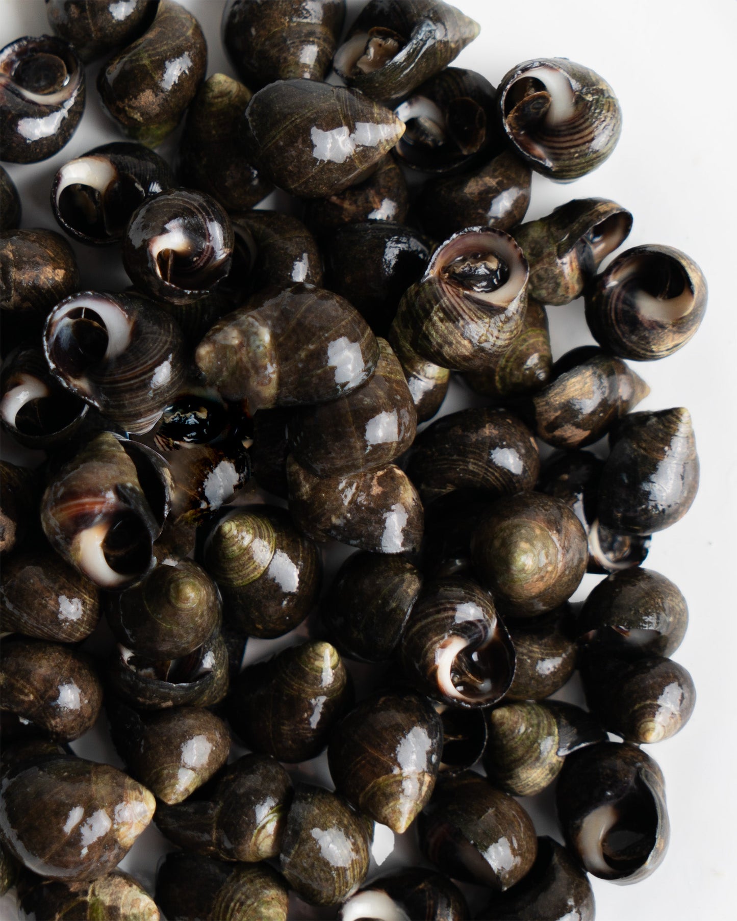 caracol de mar cocido